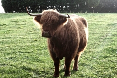 Highland cow on the Macallan farmland.