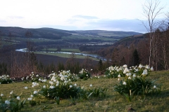 Snowdrops and a serpentine Spey backdrop